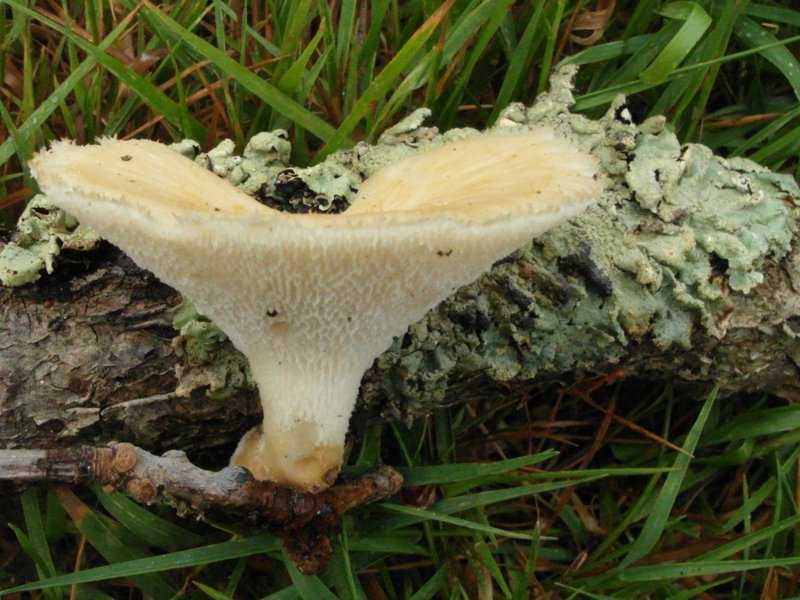 2012 0815 EtangNeuf Polyporus lentus ev3
